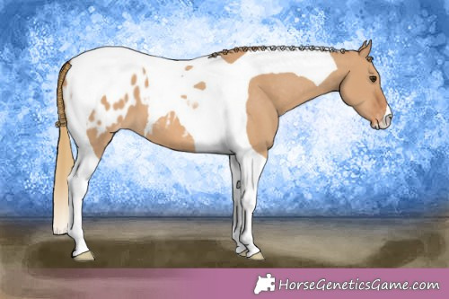 Horse Color:Red Dun Tobiano Appaloosa 