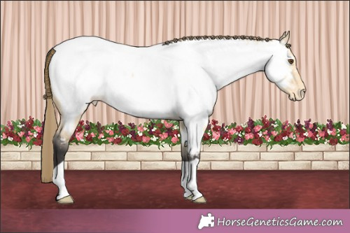 Horse Color:Buckskin Dun Appaloosa 