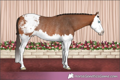 Horse Color:Bay Splash Appaloosa Rabicano 