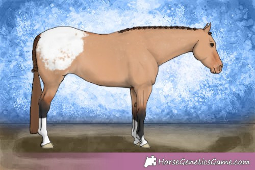 Horse Color:Bay Dun Appaloosa 