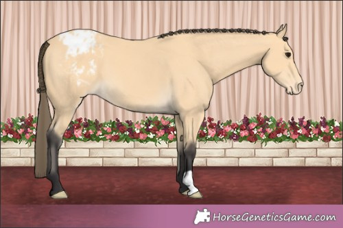 Horse Color:Buckskin Appaloosa 