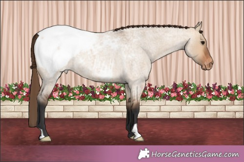Horse Color:Brown Roan Dun Appaloosa 
