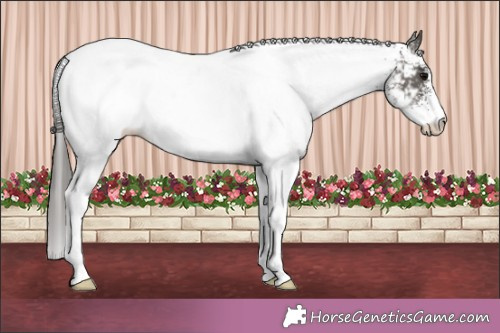 Horse Color:White Spotted Grullo Appaloosa 