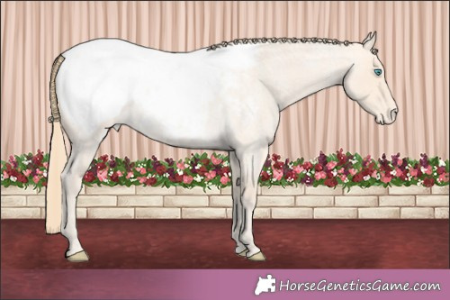 Horse Color:Perlino Roan Appaloosa 