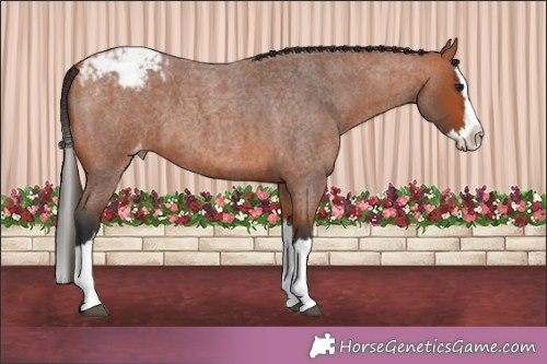 Horse Color:Bay Roan Splash Appaloosa 