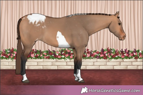 Horse Color:Bay Dun Tobiano Appaloosa 