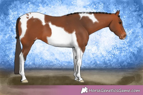 Horse Color:Bay Tobiano Appaloosa 