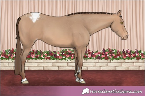 Horse Color:Amber Champagne Appaloosa 