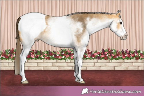 Horse Color:White Spotted Buckskin Appaloosa 