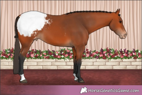 Horse Color:Bay Appaloosa 