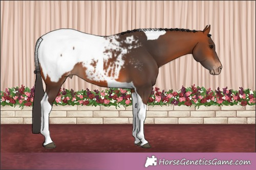 Horse Color:Bay Tobiano Appaloosa 