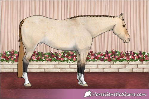 Horse Color: Buckskin Roan Dun Varnish 
