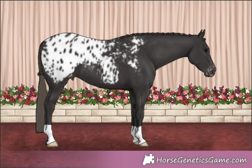 Horse Color:Smoky Black Appaloosa 