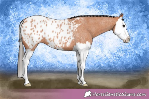 Horse Color:Bay Roan Splash Appaloosa