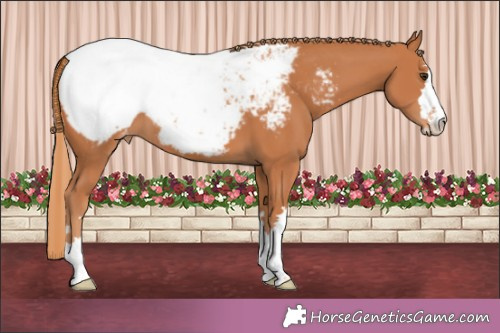 Horse Color: Chestnut Snowcap 