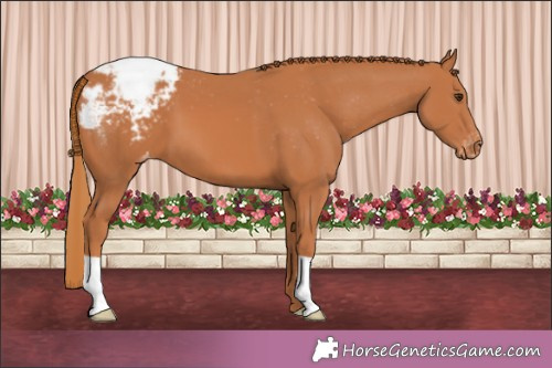 Horse Color:Chestnut Appaloosa 