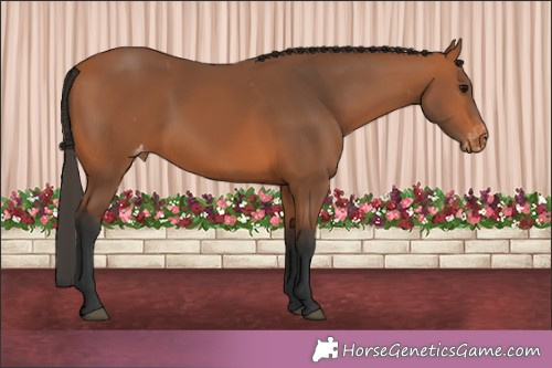 Horse Color:Bay Appaloosa 