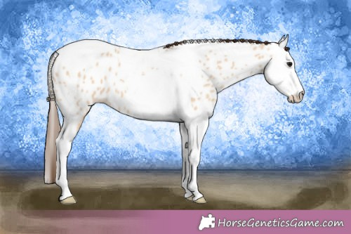 Horse Color:Bay Dun Splash Tobiano Appaloosa 