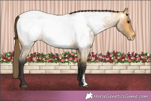 Horse Color:Buckskin Roan Sabino Appaloosa 