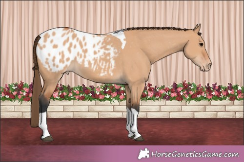 Horse Color:Bay Dun Tobiano Appaloosa 