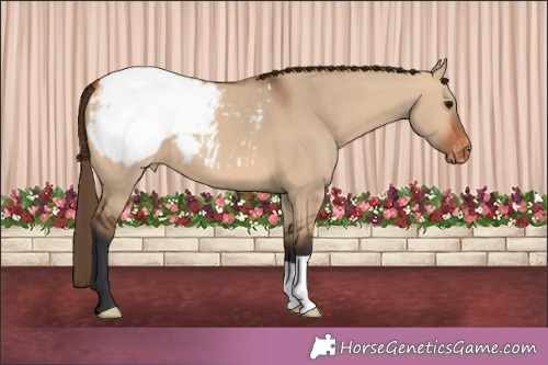 Horse Color:Brown Dun Appaloosa 