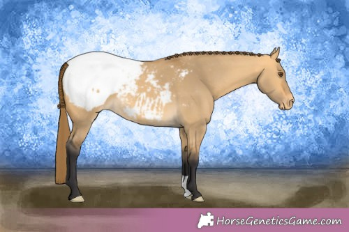 Horse Color:Buckskin Dun Appaloosa 