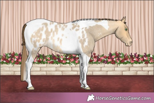 Horse Color:Amber Cream Champagne Roan Tobiano Appaloosa 