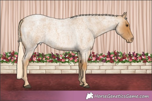 Horse Color:Palomino Roan Appaloosa 