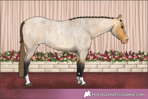Horse Color:Buckskin Roan Appaloosa 