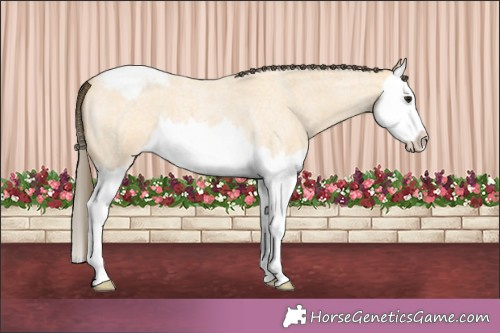 Horse Color:Buckskin Roan Splash Appaloosa 