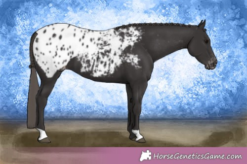 Horse Color:Smoky Black Appaloosa 