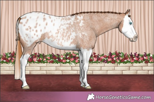 Horse Color:Red Roan Splash Appaloosa 