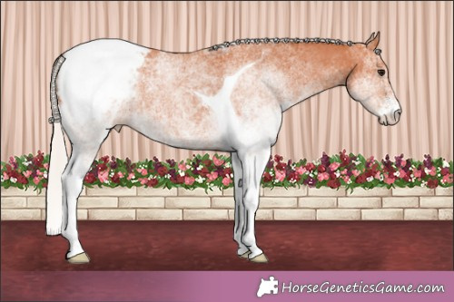 Horse Color:White Spotted Silver Bay Tobiano Appaloosa Rabicano 