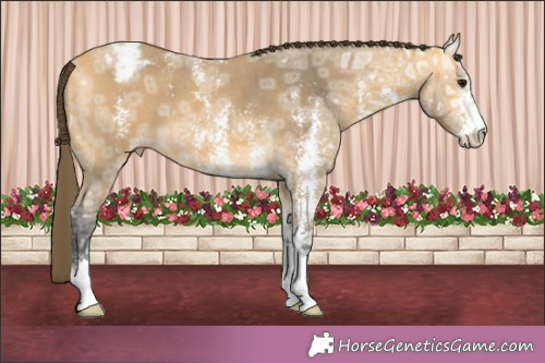 Horse Color:Buckskin Ice Sabino Appaloosa 