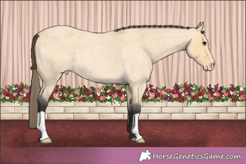 Horse Color:Buckskin Roan Appaloosa 