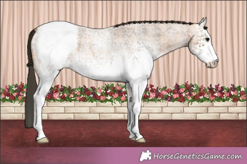 Horse Color:Plaid White Spotted Bay Roan Appaloosa