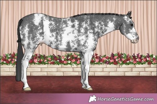 Horse Color:Black Sabino Appaloosa 