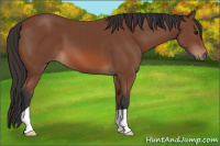 Horse Color:Bay 