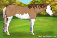 Horse Color:Gray Red Dun Splash 