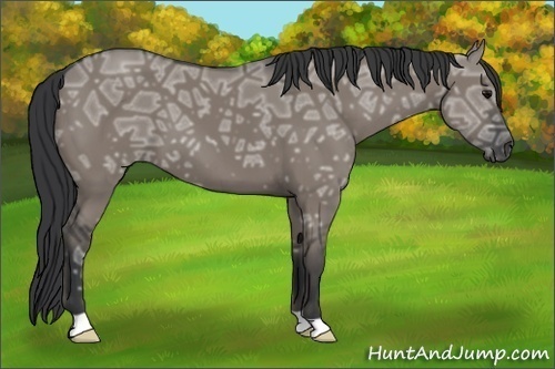 Horse Color:Grullo Ice 