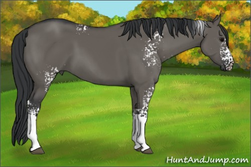 Horse Color: White Spotted Grullo 