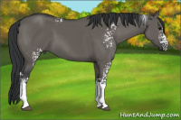 Horse Color:White Spotted Grullo 