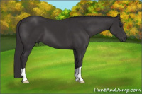 Horse Color:Smoky Black