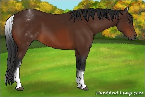 Horse Color:Gray White Spotted Bay 