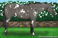 Horse Color:White Spotted Brown Dun