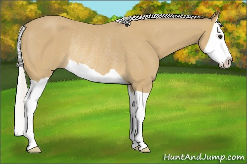 Horse Color: Silver Buckskin Splash Rabicano 