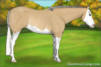 Horse Color:Silver Buckskin Splash Rabicano