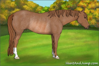Horse Color:Chestnut Rabicano 