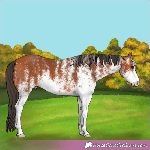 Horse Color:White Spotted Bay 