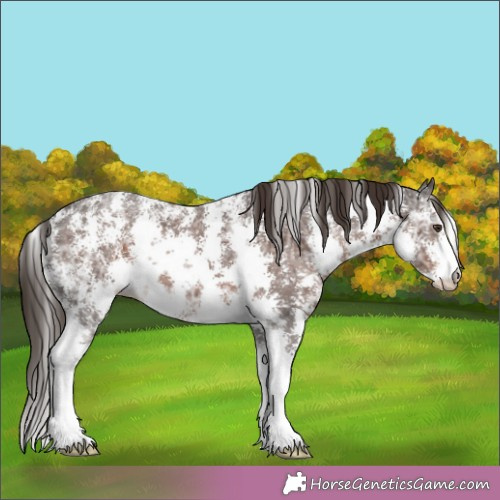 Horse Color:Liver Chestnut Ice Sabino 